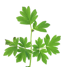 Load image into Gallery viewer, Dicentra, 1 gal, White Bleeding Hearts