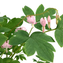 Load image into Gallery viewer, Dicentra, 1 gal, Cupid Bleeding Hearts