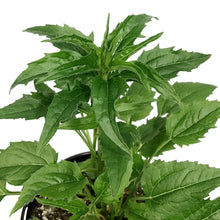 Load image into Gallery viewer, Echinacea, 1 gal, Powwow White