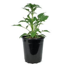 Load image into Gallery viewer, Echinacea, 1 gal, Powwow White
