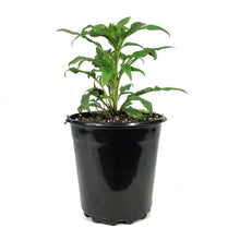 Load image into Gallery viewer, Echinacea, 1 gal, Powwow Wildberry