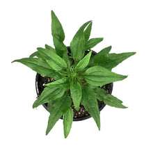 Load image into Gallery viewer, Echinacea, 1 gal, Powwow Wildberry