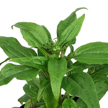 Load image into Gallery viewer, Echinacea, 1 gal, Powwow Wildberry
