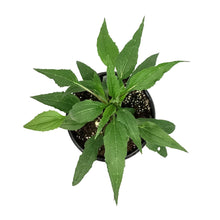 Load image into Gallery viewer, Echinacea, 1 gal, Prairie Splendour Rose Compact