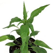 Load image into Gallery viewer, Echinacea, 1 gal, Prairie Splendour Rose Compact