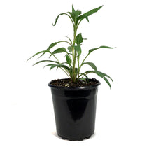 Load image into Gallery viewer, Echinacea, 1 gal, Prairie Splendour Rose Compact