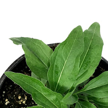 Load image into Gallery viewer, Echinacea, 1 gal, Sunseeker, Salmon