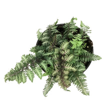Load image into Gallery viewer, Fern Japanese, 1 gal, Niponicum Regal Red
