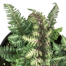 Load image into Gallery viewer, Fern Japanese, 1 gal, Niponicum Regal Red