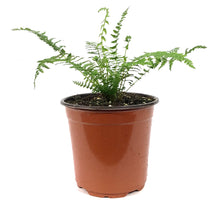 Load image into Gallery viewer, Fern Lady, 1 gal, Athyrium Filix-Femina