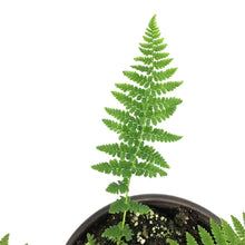 Load image into Gallery viewer, Fern Lady, 1 gal, Athyrium Filix-Femina