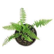 Load image into Gallery viewer, Fern Lady, 1 gal, Athyrium Filix-Femina