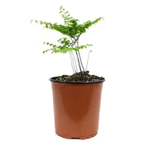 Load image into Gallery viewer, Fern Maidenhair, 1 gal, Adiantum Pedatum