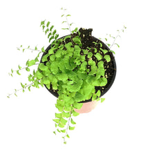 Load image into Gallery viewer, Fern Maidenhair, 1 gal, Adiantum Pedatum