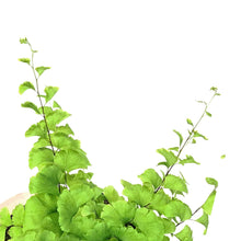 Load image into Gallery viewer, Fern Maidenhair, 1 gal, Adiantum Pedatum