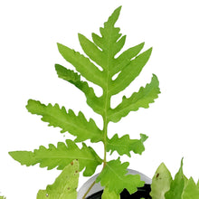 Load image into Gallery viewer, Fern Sensitive, 1 gal, Onoclea Sensibilis