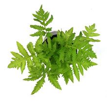 Load image into Gallery viewer, Fern Sensitive, 1 gal, Onoclea Sensibilis