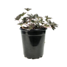 Load image into Gallery viewer, Geranium, 1 gal, Sanguineum Max Frei