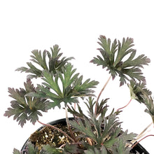 Load image into Gallery viewer, Geranium, 1 gal, Sanguineum Max Frei