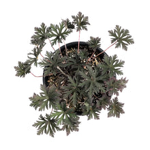 Load image into Gallery viewer, Geranium, 1 gal, Sanguineum Max Frei