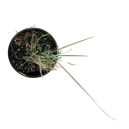 Grass, 1 gal, Calamagrostis Overdam