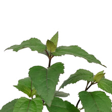 Load image into Gallery viewer, Heliopsis, 1 gal, Fire Twister