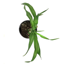 Load image into Gallery viewer, Hemerocallis, 1 gal, Barbara Mitchell
