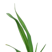 Load image into Gallery viewer, Hemerocallis, 1 gal, Night Beacon