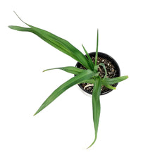 Load image into Gallery viewer, Hemerocallis, 1 gal, Night Beacon