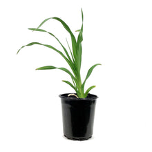 Load image into Gallery viewer, Hemerocallis, 1 gal, Night Beacon