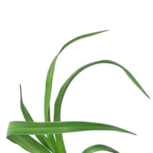 Load image into Gallery viewer, Hemerocallis, 1 gal, Princess Diana