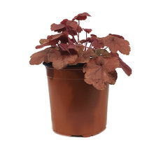 Load image into Gallery viewer, Heuchera, 1 gal, Northern Exposure Red