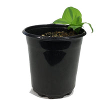 Load image into Gallery viewer, Hosta, 1 gal, Glad Rags