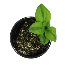 Load image into Gallery viewer, Hosta, 1 gal, Glad Rags