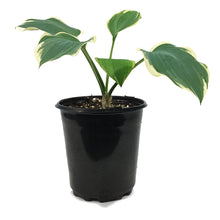 Load image into Gallery viewer, Hosta, 1 gal, Orion's Belt