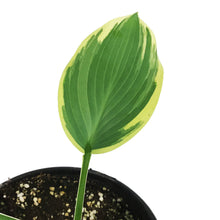 Load image into Gallery viewer, Hosta, 1 gal, Orion's Belt