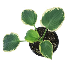 Load image into Gallery viewer, Hosta, 1 gal, Orion's Belt