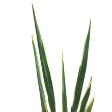 Load image into Gallery viewer, Iris, 1 gal, Dalmatian Albo White Variegated