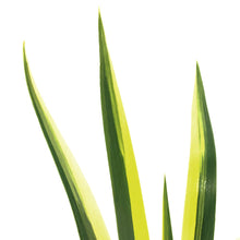 Load image into Gallery viewer, Iris, 1 gal, Dalmatian Aureo Yellow Variegated