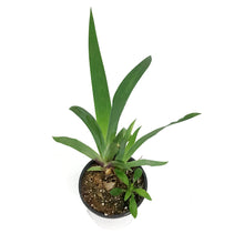 Load image into Gallery viewer, Iris, 1 gal, Germanica Blue Suede Shoes