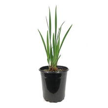 Load image into Gallery viewer, Iris, 1 gal, Sibirica Miss Apple