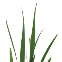 Load image into Gallery viewer, Iris, 1 gal, Sibirica Miss Apple