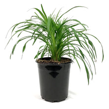 Load image into Gallery viewer, Liatris, 1 gal, Spicata Kobold