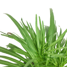 Load image into Gallery viewer, Liatris, 1 gal, Spicata Kobold