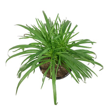 Load image into Gallery viewer, Liatris, 1 gal, Spicata Kobold