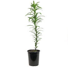 Load image into Gallery viewer, Lilium, Asiatic, 1 gal, Double Kiss Elodie