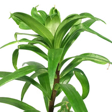 Load image into Gallery viewer, Lilium, Asiatic, 1 gal, Double Kiss Elodie