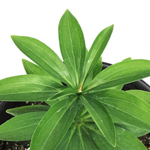 Load image into Gallery viewer, Lilium, Martagon, 1 gal, Golden Morning