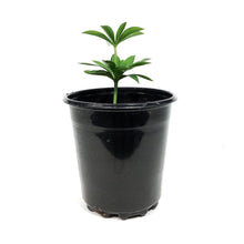 Load image into Gallery viewer, Lilium, Martagon, 1 gal, Golden Morning