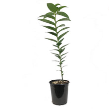 Load image into Gallery viewer, Lilium, Oriental, 1 gal, Big Smile